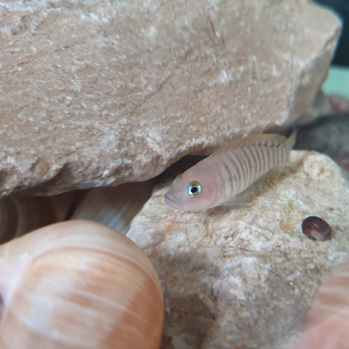 Couple Neolamprologus Multifasciatus