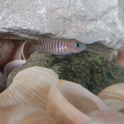 Couple Neolamprologus Multifasciatus