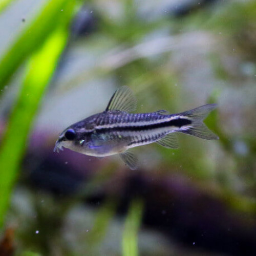 Corydoras pygmeus