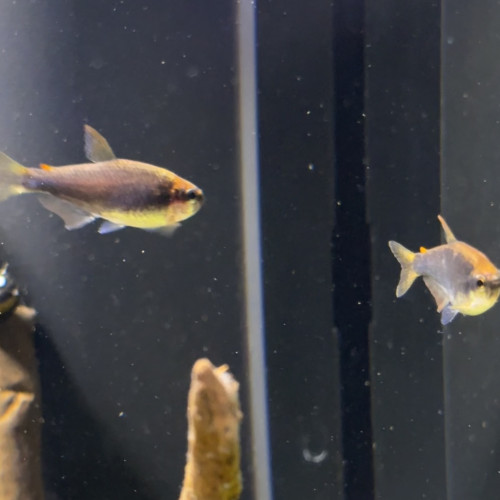 Impaichtys kerri (Tetra royal)