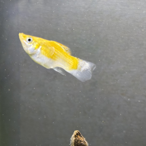 Molly ballon (femelle)