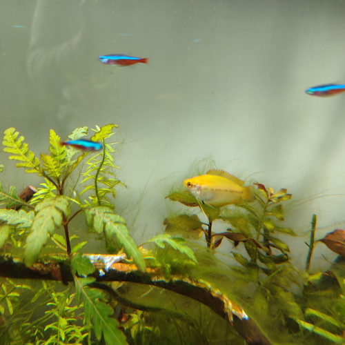 Néons rouges - Paracheirodons axelrodi - cardinalis