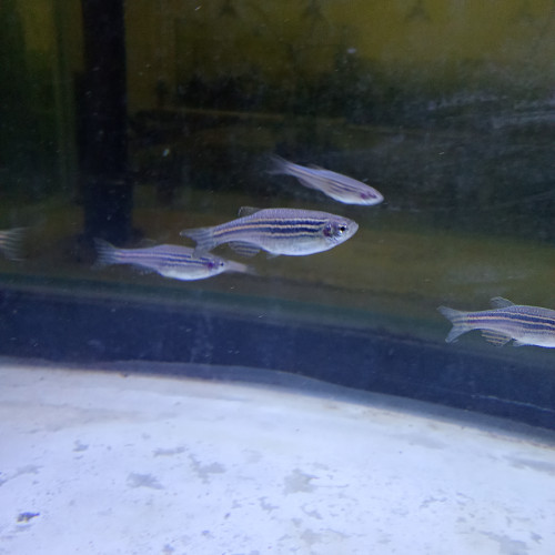 danios