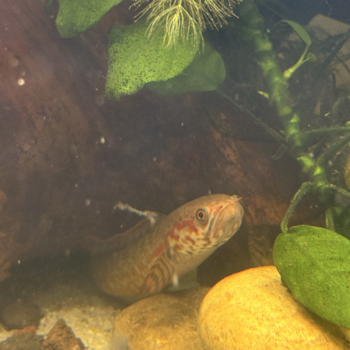 Recherche channa bleheri femelle