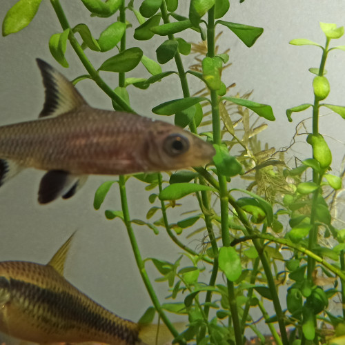 Plusieurs espèces disponibles