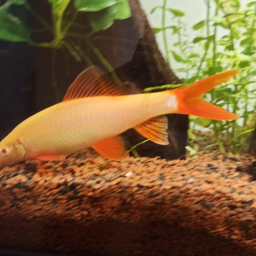 Plusieurs espèces disponibles