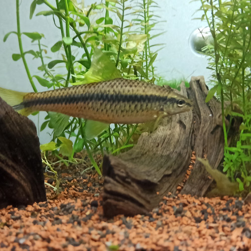 Plusieurs espèces disponibles