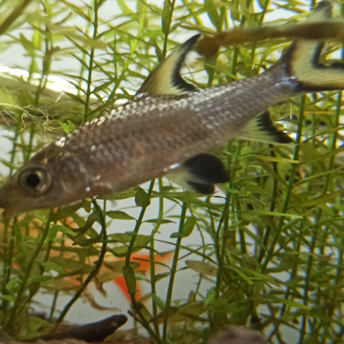 Plusieurs espèces disponibles