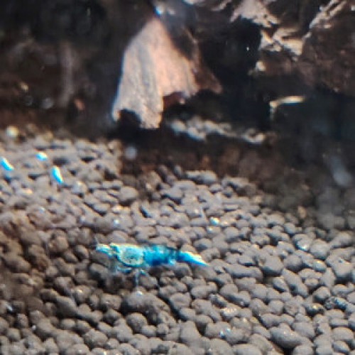 Crevettes blues océan déclassées