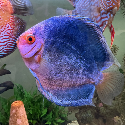 Discus