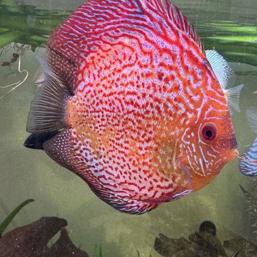 Discus