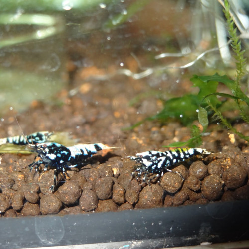 1 Lot de 15 Galaxy Black issues de parents Boa Golden Blue