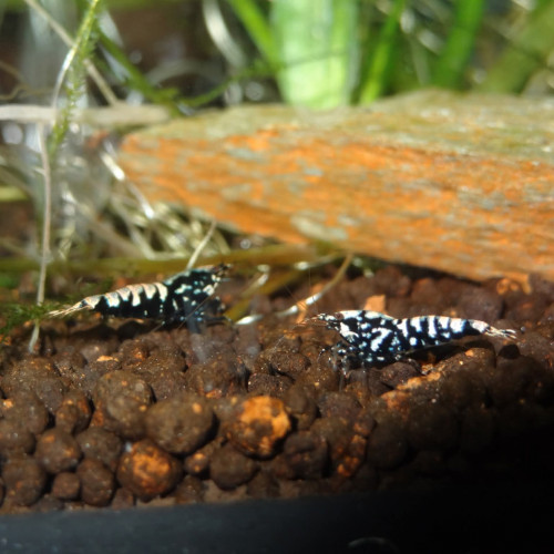 1 Lot de 15 Galaxy Black issues de parents Boa Golden Blue