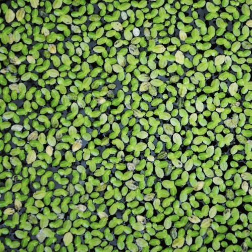 Plantes d'aquarium - Lentilles d'eau & Ceratophyllum