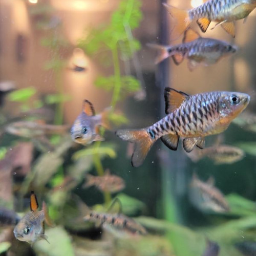 Barbus damiers : Puntius nigrofasciatus