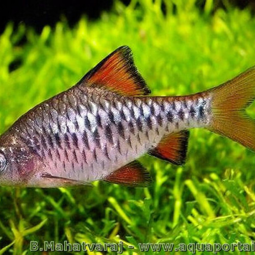Barbus damiers : Puntius nigrofasciatus