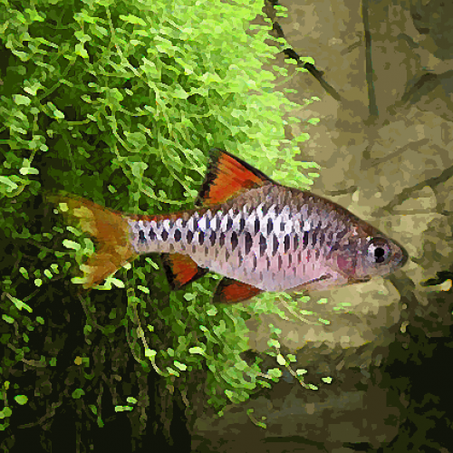 Barbus damiers : Puntius nigrofasciatus