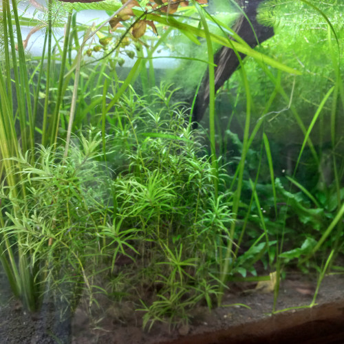 Lot de diverses plantes