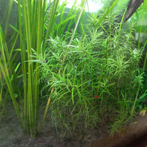 Lot de diverses plantes