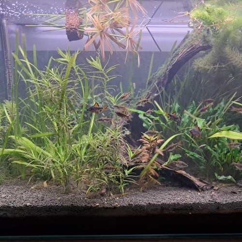 Lot de diverses plantes