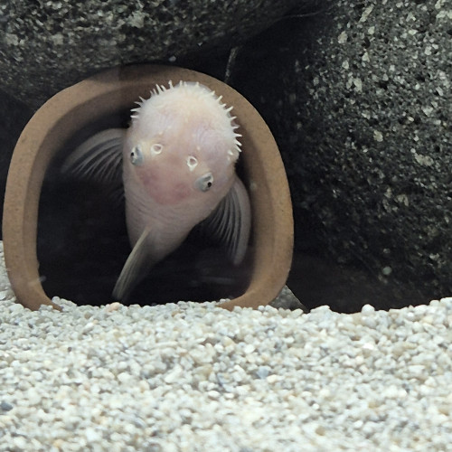 Jeune mâle ancistrus L144 Snow white, annonce en ligne = dispo