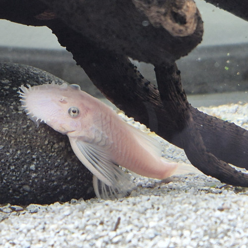 Jeune mâle ancistrus L144 Snow white, annonce en ligne = dispo