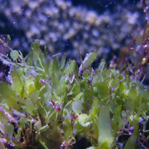 Algues marines pour aquarium, Caulerpa brachypus (échange possible)