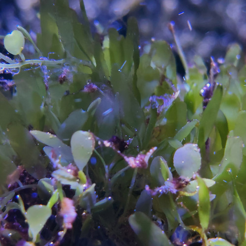 Lot Caulerpa prolifera, Caulerpa brachypus et Chaetomorpha