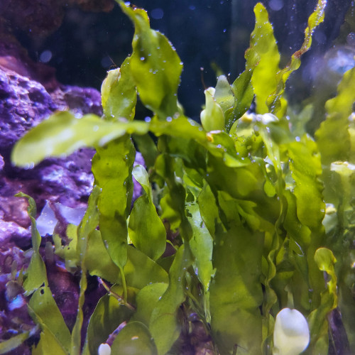 Lot Caulerpa brachypus et Caulerpa prolifera