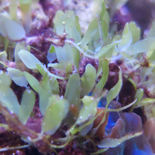 Lot Caulerpa brachypus et Caulerpa prolifera