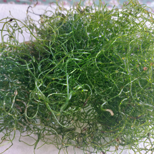 Lot Chaetomorpha et Caulerpa brachypus