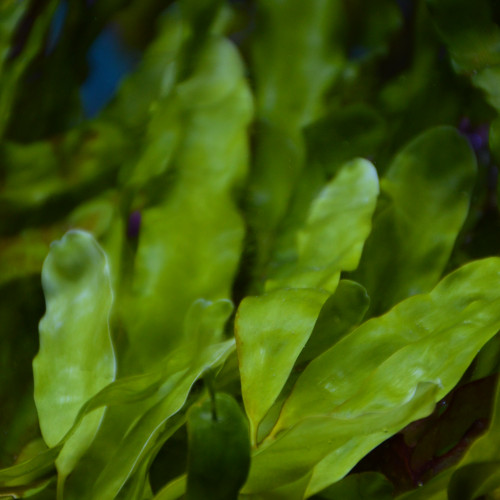 Lot Caulerpa prolifera et Chaetomorpha