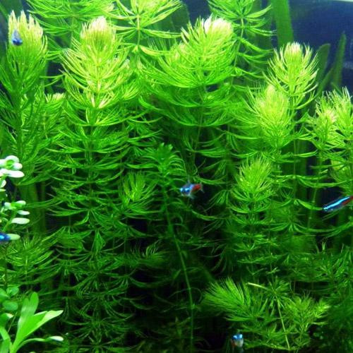 Plantes à croissance rapide pour aquarium d'eau douce