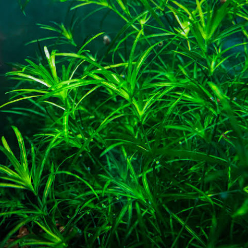 Plantes à croissance rapide pour aquarium d'eau douce