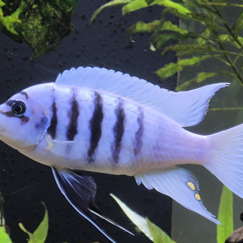 Donne un très beau pseudotropheus male