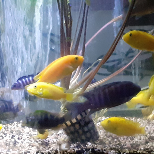 Vends petit prix ou echange cichlidés  MALAWI