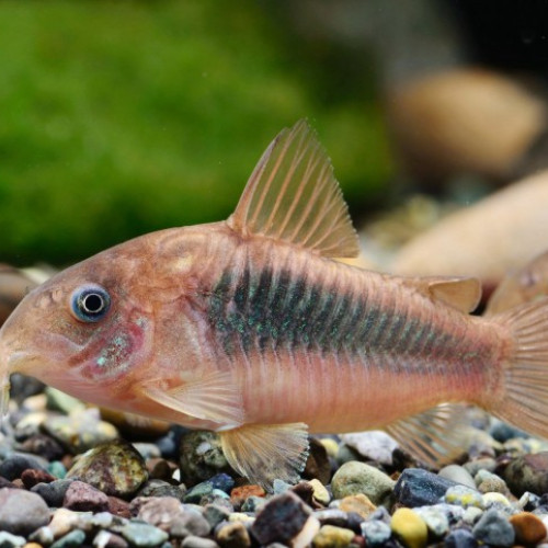Donne corydoras