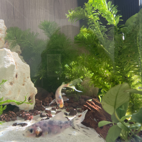 Don 2 poissons rouge