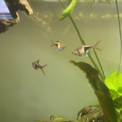 Rasbora arlequin