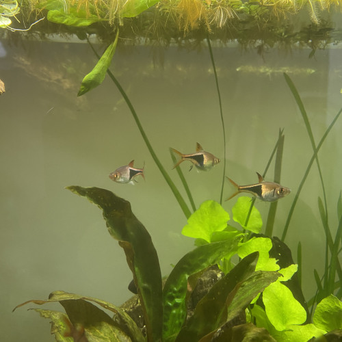 Rasbora arlequin