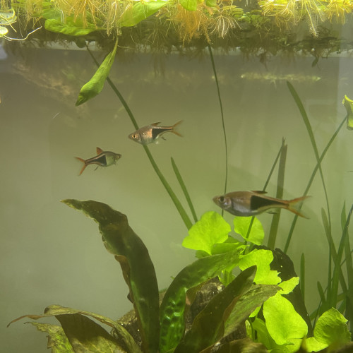 Rasbora arlequin