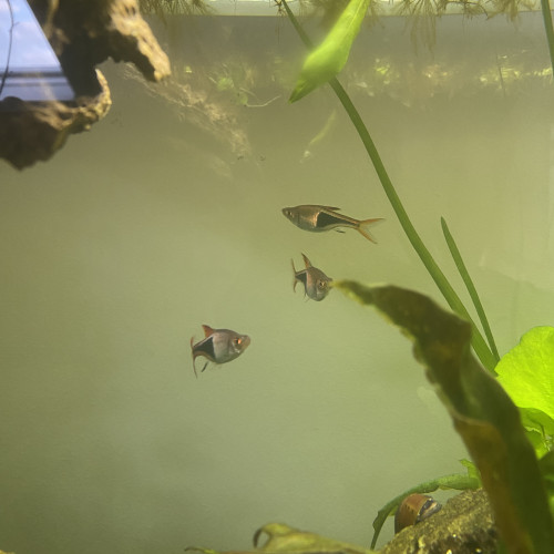 Rasbora arlequin