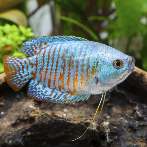 Gourami Naim Mâle (Colisa Lalia)
