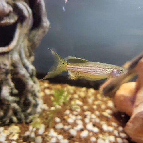 5 DANIOS FRANKEI VOILES