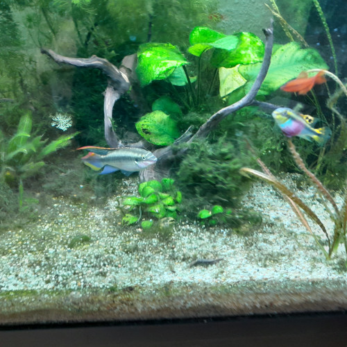 Pelvicachromis Pulcher à donner