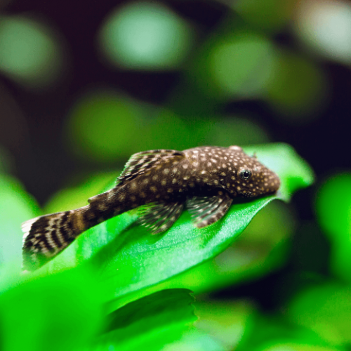 Don Couple Ancystrus  [Noir/Albinos] (bonne santé) - Lyon