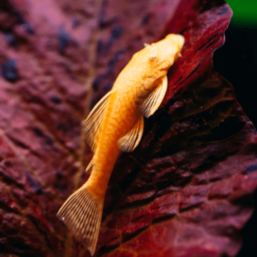 Don Couple Ancystrus  [Noir/Albinos] (bonne santé) - Lyon