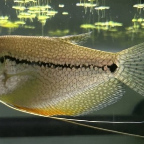 Gourami leeri femelle