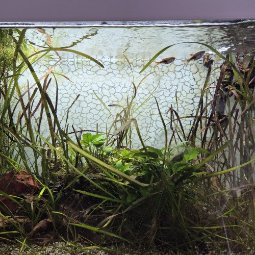 Don Rasbora Arlequin