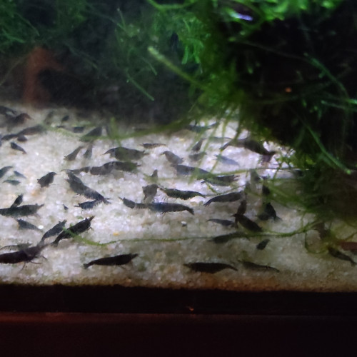 Mini crevettes bleues